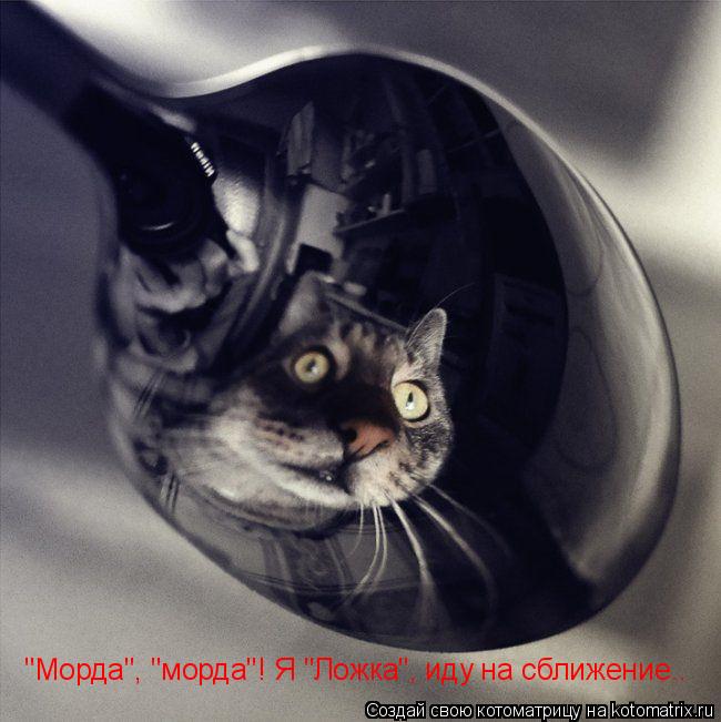 "Морда", "морда"! Я "Ложка", иду на сближение..... Котоматрица: "Морда", "морда"! Я "Ложка", иду на сближение..
