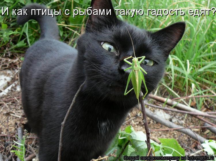 И как птицы с рыбами такую гадость едят?... Котоматрица: И как птицы с рыбами такую гадость едят?