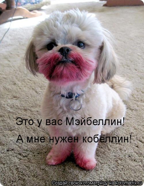 Это у вас Мэйбеллин! А мне нужен кобеллин!... Котоматрица: Это у вас Мэйбеллин! А мне нужен кобеллин!