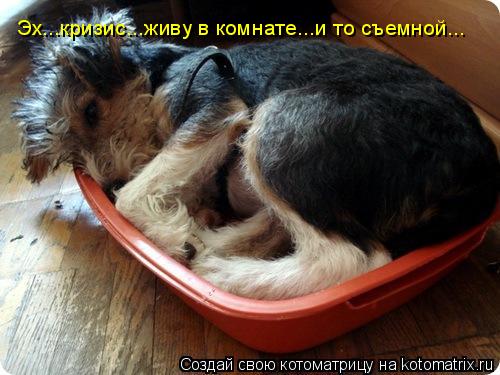 Эх...кризис...живу в комнате...и то съемной...... Котоматрица: Эх...кризис...живу в комнате...и то съемной...