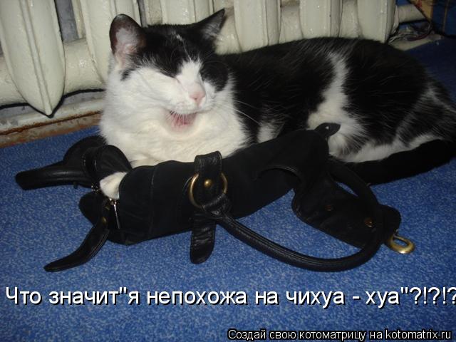 Что значит"я непохожа на чихуа - хуа"?!?!?... Котоматрица: Что значит"я непохожа на чихуа - хуа"?!?!?