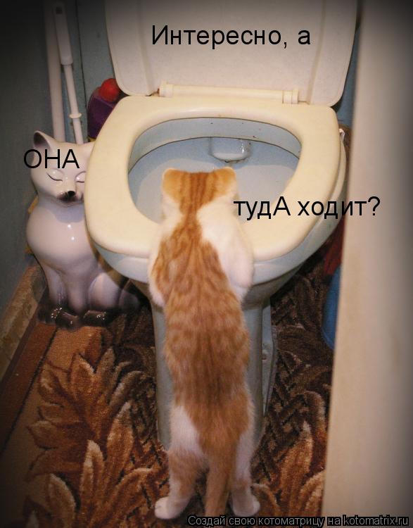 Интересно, а ОНА тудА ходит?... Котоматрица: Интересно, а ОНА тудА ходит?