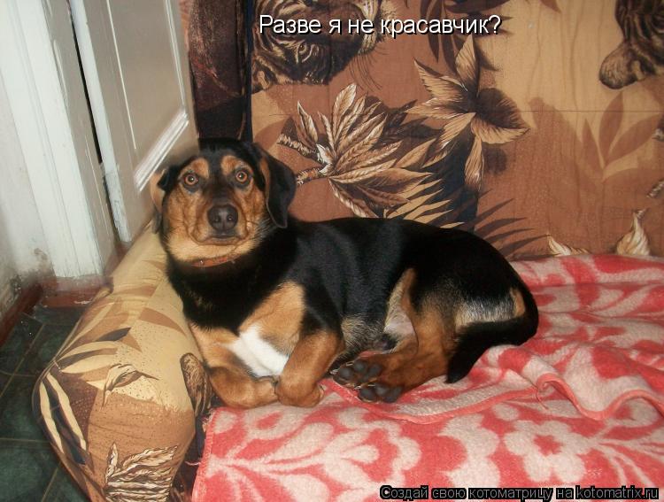 Разве я не красавчик?... Котоматрица: Разве я не красавчик?
