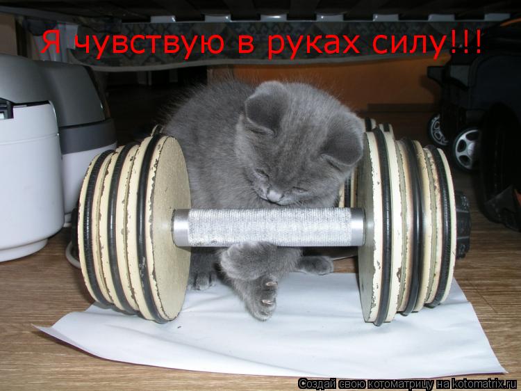 Я чувствую в руках силу!!!... Котоматрица: Я чувствую в руках силу!!!