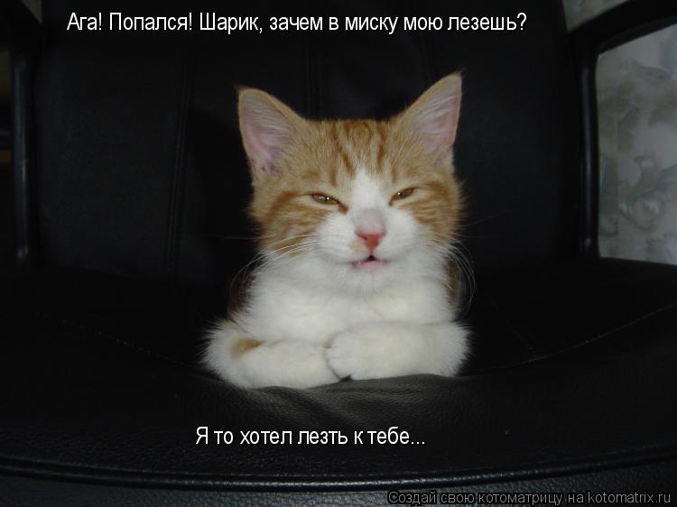 Ага! Попался! Шарик, зачем в миску мою лезешь? Я то хотел лезть к тебе...... Котоматрица: Ага! Попался! Шарик, зачем в миску мою лезешь? Я то хотел лезть к тебе...