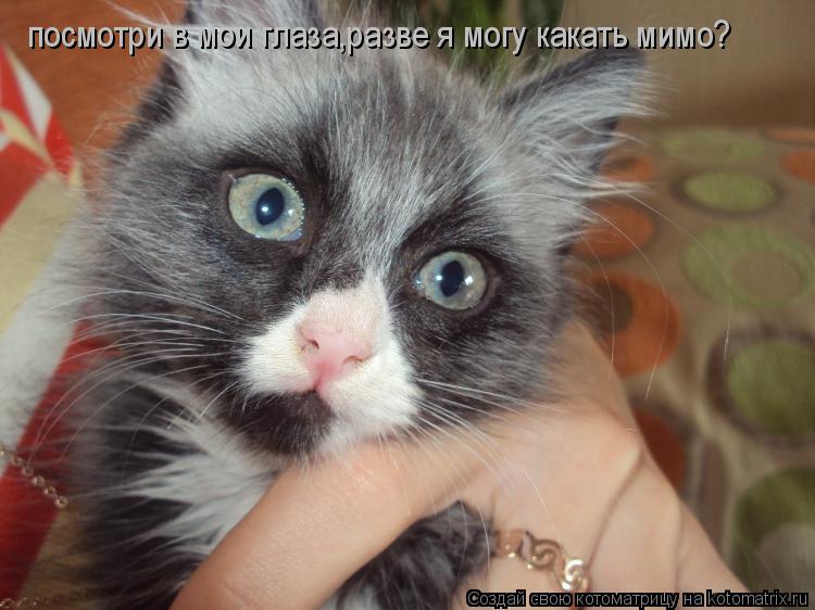 посмотри в мои глаза,разве я могу какать мимо?... Котоматрица: посмотри в мои глаза,разве я могу какать мимо?