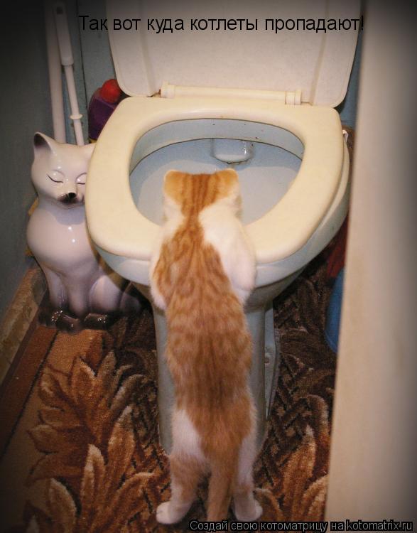 Так вот куда котлеты пропадают!... Котоматрица: Так вот куда котлеты пропадают!