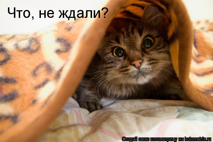 Что, не ждали?... Котоматрица: Что, не ждали?
