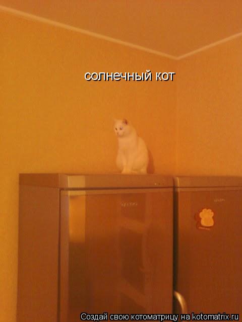 солнечный кот... Котоматрица: солнечный кот
