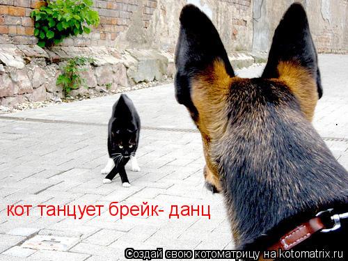кот танцует брейк- данц... Котоматрица: кот танцует брейк- данц