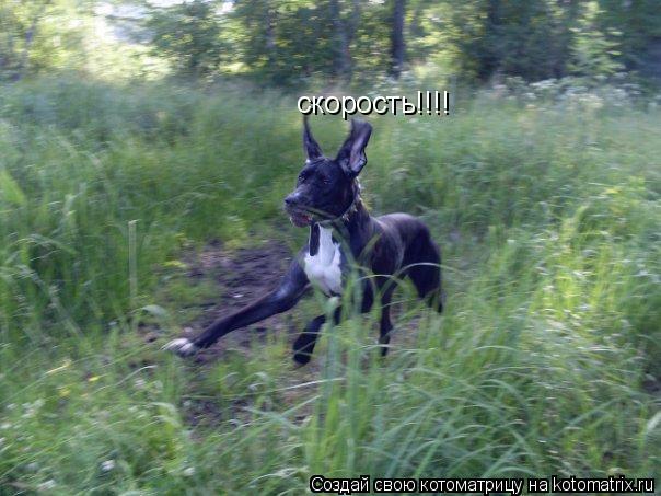 скорость!!!!... Котоматрица: скорость!!!!