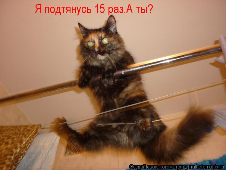 Я подтянусь 15 раз.А ты?... Котоматрица: Я подтянусь 15 раз.А ты?