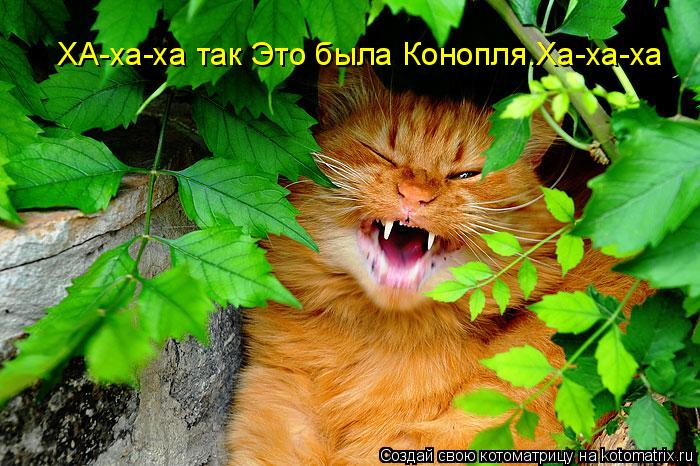 ХА-ха-ха так Это была Конопля.Ха-ха-ха... Котоматрица: ХА-ха-ха так Это была Конопля.Ха-ха-ха