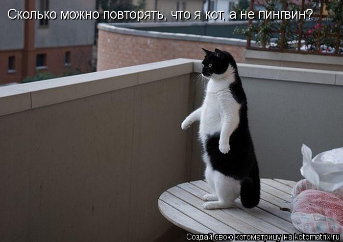 Сколько можно повторять, что я кот, а не пингвин?... Котоматрица: Сколько можно повторять, что я кот, а не пингвин?