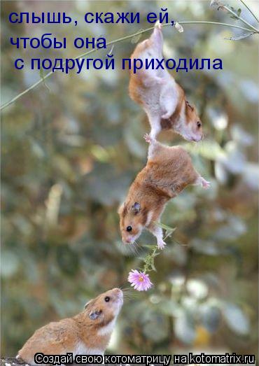 слышь, скажи ей, чтобы она с подругой приходила... Котоматрица: слышь, скажи ей, чтобы она с подругой приходила