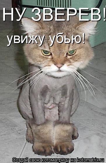 НУ ЗВЕРЕВ! увижу убью!... Котоматрица: НУ ЗВЕРЕВ! увижу убью!