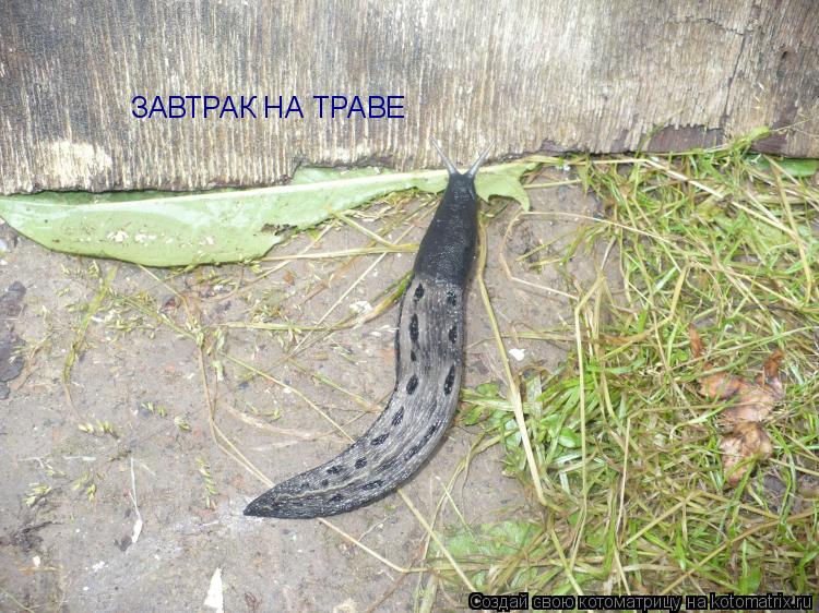 ЗАВТРАК НА ТРАВЕ... Котоматрица: ЗАВТРАК НА ТРАВЕ