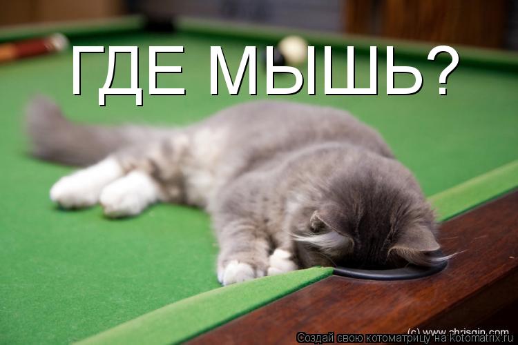 ГДЕ МЫШЬ?... Котоматрица: ГДЕ МЫШЬ?