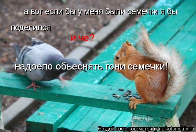 а вот если бы у меня были семечки я бы поделился и че? надоело обьеснять гони семечки!... Котоматрица: а вот если бы у меня были семечки я бы поделился и че? надоело обьеснять гони семечки!