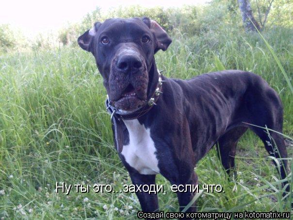 Ну ты это...заходи, если что.... Котоматрица: Ну ты это...заходи, если что.