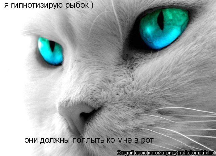 Котоматрица: я гипнотизирую рыбок ) они должны поплыть ко мне в рот