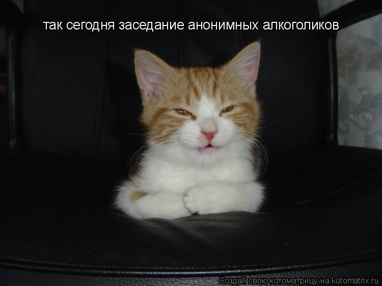 Котоматрица: так сегодня заседание анонимных алкоголиков