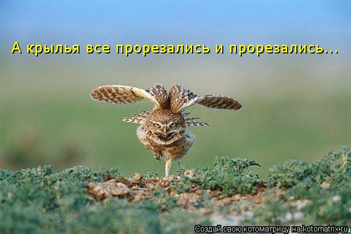 Котоматрица: А крылья все прорезались и прорезались...