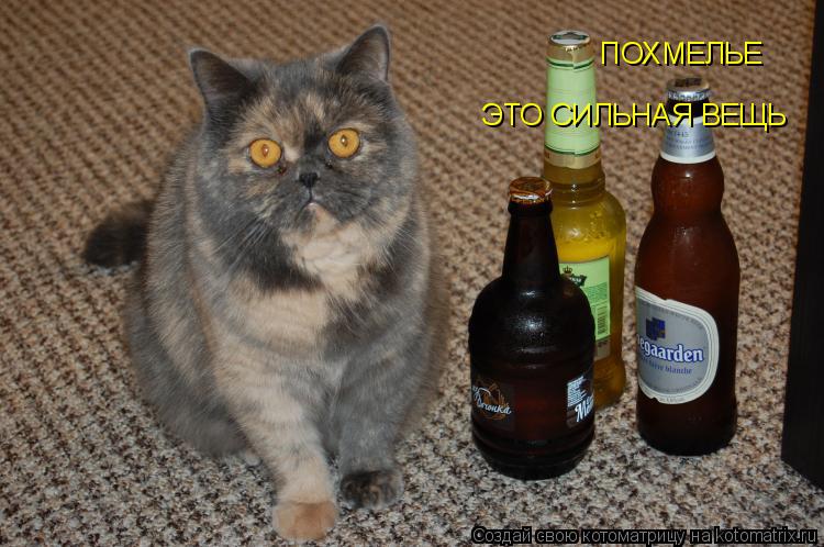 ЭТО СИЛЬНАЯ ВЕЩЬ ПОХМЕЛЬЕ... Котоматрица: ЭТО СИЛЬНАЯ ВЕЩЬ ПОХМЕЛЬЕ
