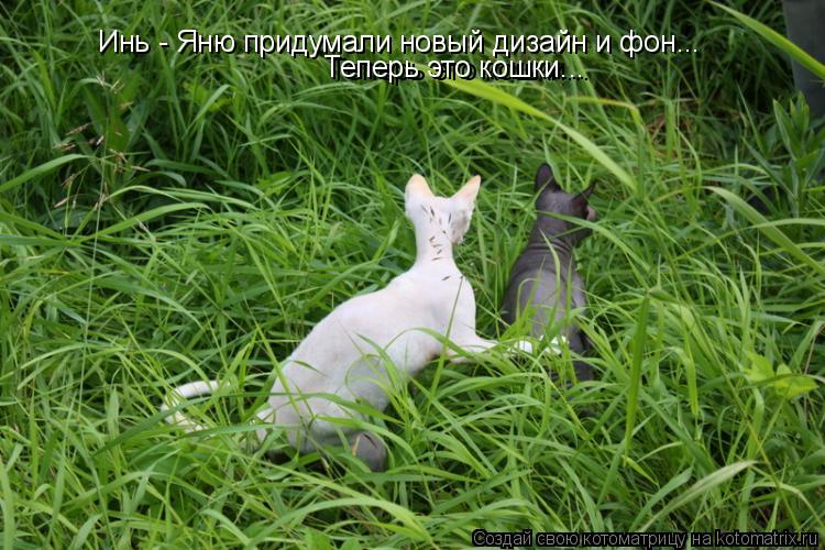 Инь - Яню придумали новый дизайн и фон... Теперь это кошки... Теперь это кошки...... Котоматрица: Инь - Яню придумали новый дизайн и фон... Теперь это кошки... Теперь это кошки...