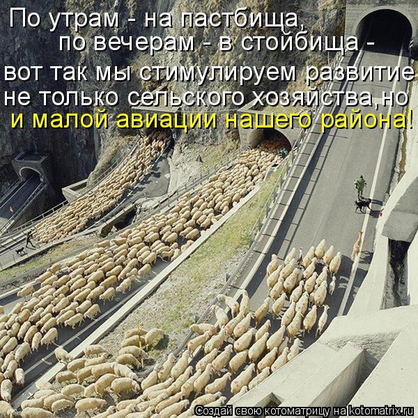 По утрам - на пастбища, по вечерам - в стойбища - вот так мы стимулируем развитие не только сельског... Котоматрица: По утрам - на пастбища, по вечерам - в стойбища - вот так мы стимулируем развитие не только сельского хозяйства,но и малой авиации нашего рай