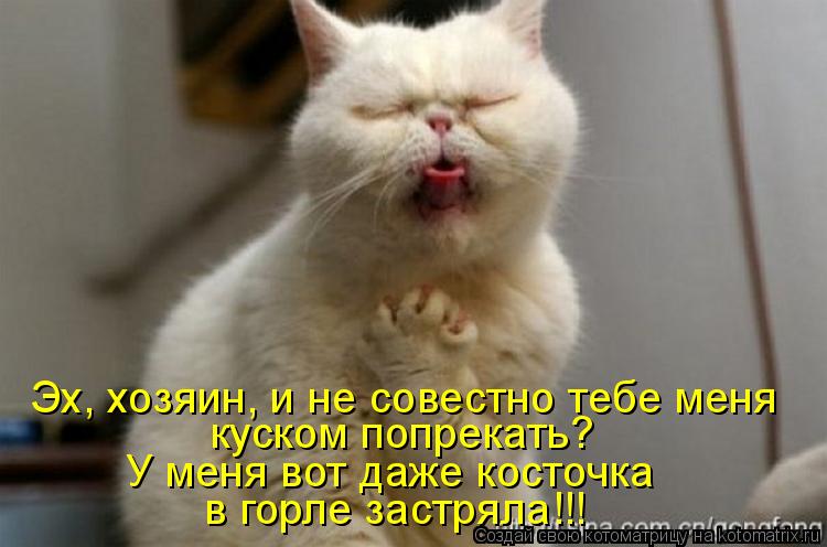 куском попрекать? У меня вот даже косточка в горле застряла!!! Эх, хозяин, и не совестно тебе меня... Котоматрица: куском попрекать? У меня вот даже косточка в горле застряла!!! Эх, хозяин, и не совестно тебе меня