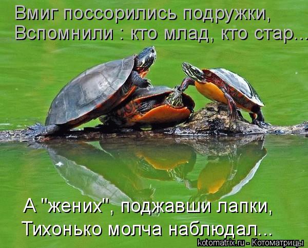 Вспомнили : кто млад, кто стар... Вмиг поссорились подружки, А "жених", поджавши лапки, Тихонько молч... Котоматрица: Вспомнили : кто млад, кто стар... Вмиг поссорились подружки, А "жених", поджавши лапки, Тихонько молча наблюдал...