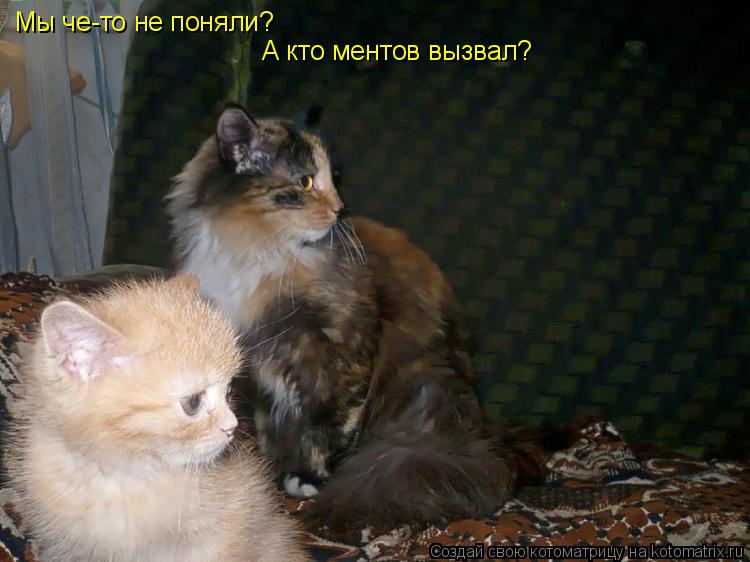 Мы че-то не поняли? А кто ментов вызвал?... Котоматрица: Мы че-то не поняли? А кто ментов вызвал?