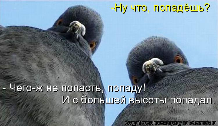 -Ну что, попадёшь? - Чего-ж не попасть, попаду! И с большей высоты попадал.... Котоматрица: -Ну что, попадёшь? - Чего-ж не попасть, попаду! И с большей высоты попадал.