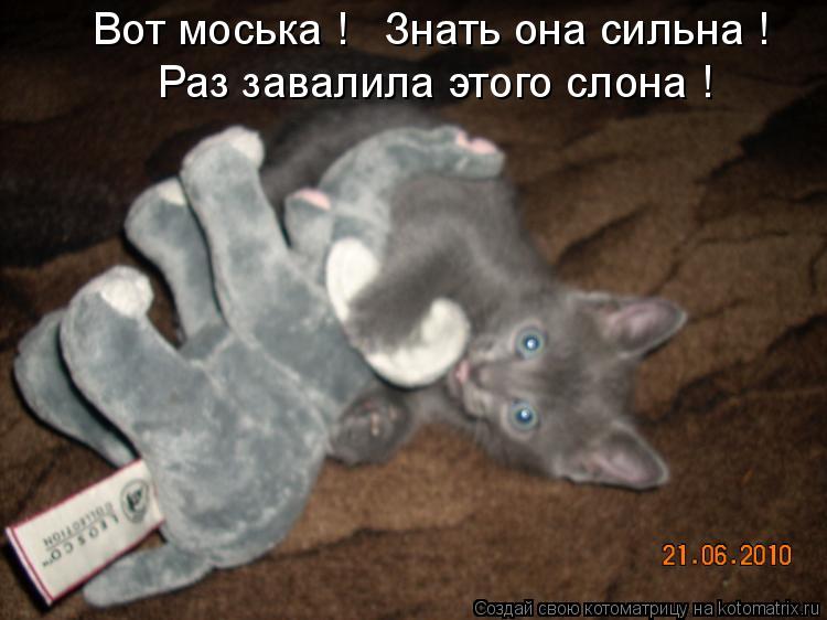 Вот моська ! Знать она сильна ! Раз завалила этого слона !... Котоматрица: Вот моська ! Знать она сильна ! Раз завалила этого слона !