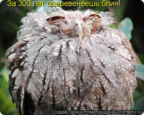 За 300 лет одеревенеешь,блин!... Котоматрица: За 300 лет одеревенеешь,блин!
