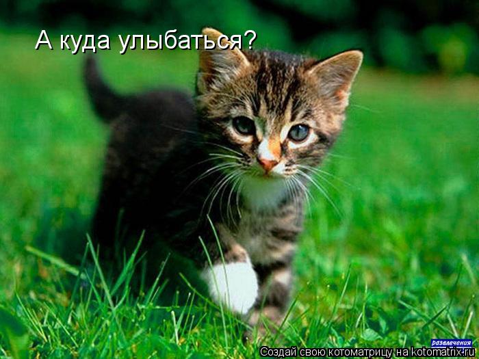 А куда улыбаться?... Котоматрица: А куда улыбаться?