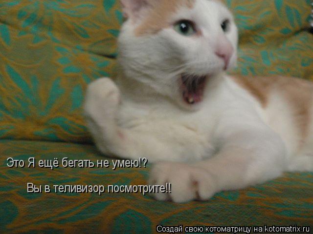 Это Я ещё бегать не умею!? Вы в теливизор посмотрите!!... Котоматрица: Это Я ещё бегать не умею!? Вы в теливизор посмотрите!!