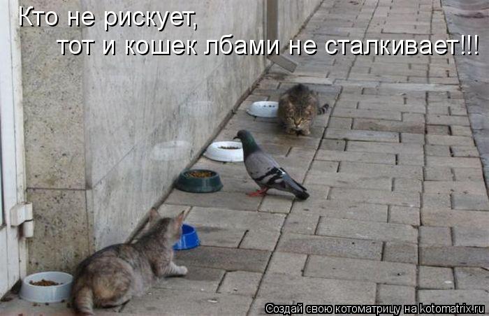 Кто не рискует, тот и кошек лбами не сталкивает!!!... Котоматрица: Кто не рискует, тот и кошек лбами не сталкивает!!!