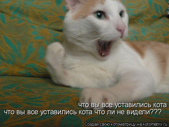 что вы все уставились кота что ли не видели??? что вы все уставились кота что ли не видели???... Котоматрица: что вы все уставились кота что ли не видели??? что вы все уставились кота что ли не видели???