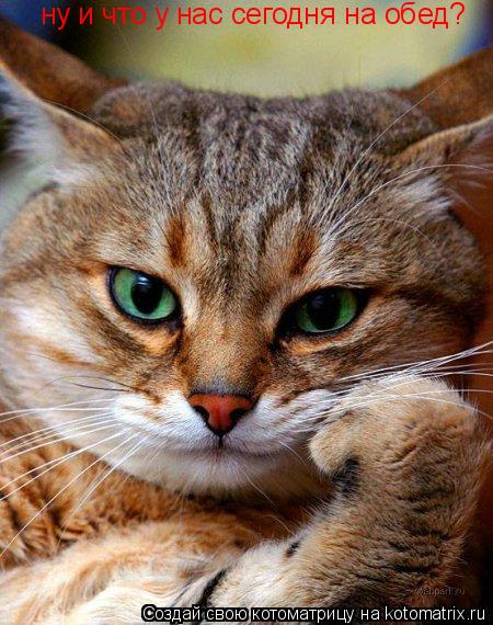 ну и что у нас сегодня на обед?... Котоматрица: ну и что у нас сегодня на обед?