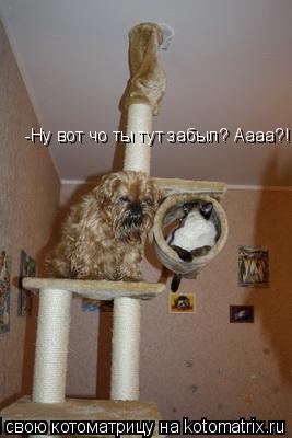 -Ну вот чо ты тут забыл? Аааа?!... Котоматрица: -Ну вот чо ты тут забыл? Аааа?!