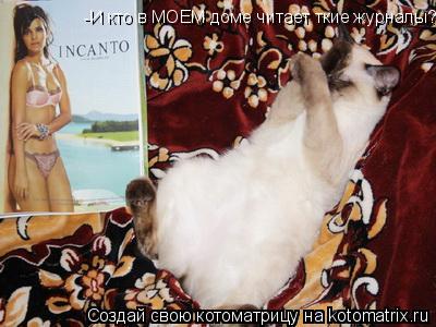-И кто в МОЕМ доме читает ткие журналы?!... Котоматрица: -И кто в МОЕМ доме читает ткие журналы?!