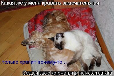 Какая же у меня кравать замечательная только храпит почему-то...... Котоматрица: Какая же у меня кравать замечательная только храпит почему-то...
