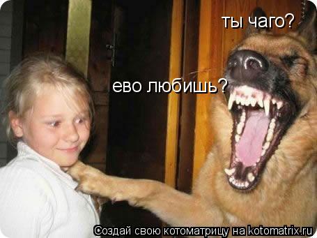 ты чаго? ево любишь?... Котоматрица: ты чаго? ево любишь?