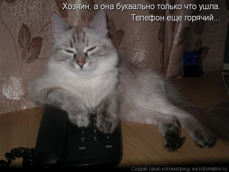 Котоматрица: Хозяин, а она буквально только что ушла.  Телефон еще горячий...