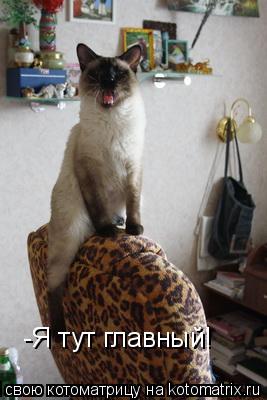 -Я тут главный!... Котоматрица: -Я тут главный!