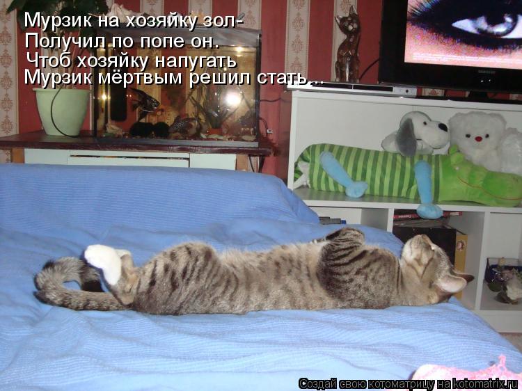 Мурзик на хозяйку зол- Получил по попе он. Чтоб хозяйку напугать Мурзик мёртвым решил стать...... Котоматрица: Мурзик на хозяйку зол- Получил по попе он. Чтоб хозяйку напугать Мурзик мёртвым решил стать...
