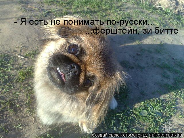 - Я есть не понимать по-русски... ...ферштейн, зи битте... Котоматрица: - Я есть не понимать по-русски... ...ферштейн, зи битте