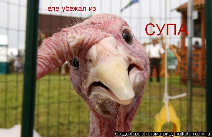 еле убежал из СУПА... Котоматрица: еле убежал из СУПА